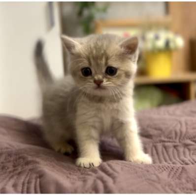 Котята чистокровные