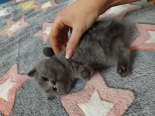 Шотландская кошечка в Волгограде