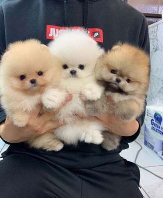 Малыши померанского шпица фото 6