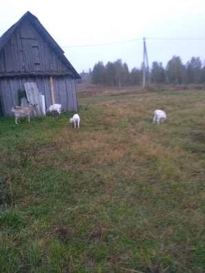 Козлята