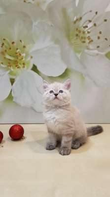СИБИРСКИЙ КОТЁНОК С РОДОСЛОВНОЙ в Москве фото 10