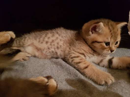 ПРОДАМ ШОТЛАНДСКИХ КОТЯТ