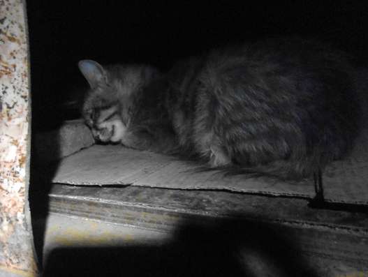 Котя - ласковый пушистик ищет Дом! в Москве