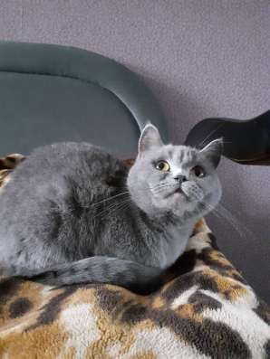 Котята шотландцы фото 8
