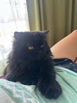 Персидский котик в Уфе