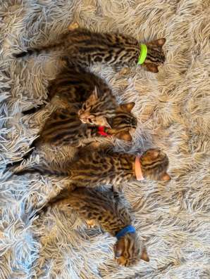 Котята бенгальские