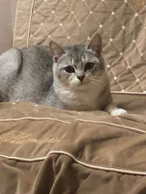 Кошки в Махачкале