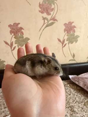 Хомяк девочка в Протвино