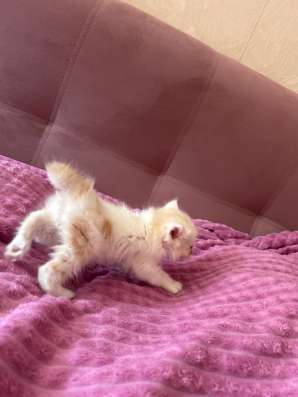 Отдам котят в добрые руки! в Томске фото 6