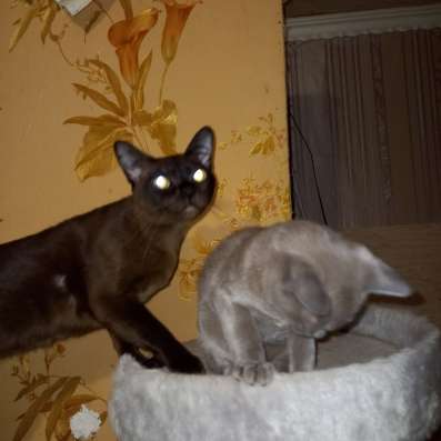 Европейская бурма котята в Брянске фото 9