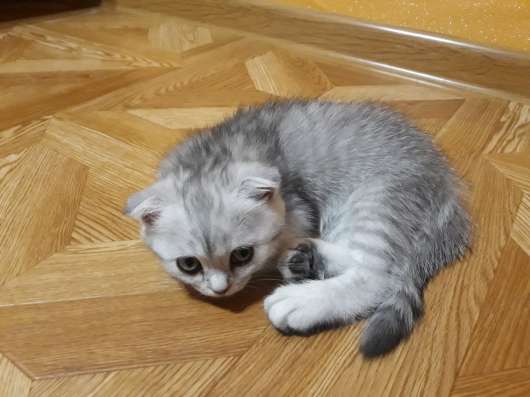 Продаю шотландских котят в Судаке фото 7