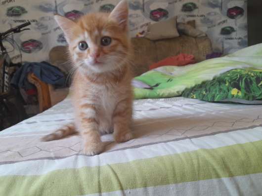 Отдам симпатичную кошечку