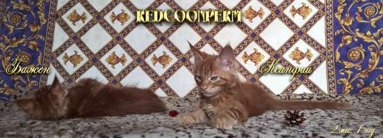 Котёнок менй кун красный солид. Шоу класс в Перми фото 10
