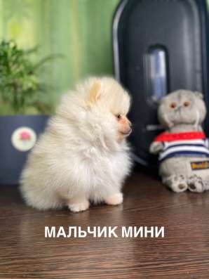 Шпицы с документами РКФ в Ростове-на-Дону фото 5