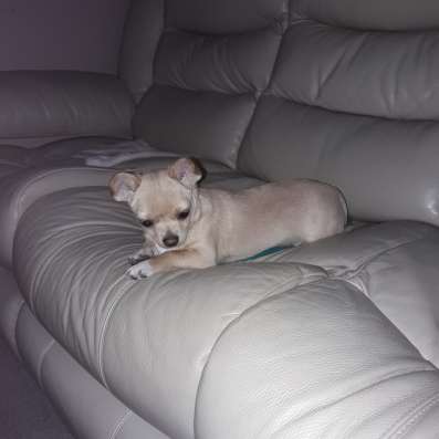 Chihuahua Welpe 6 Monate