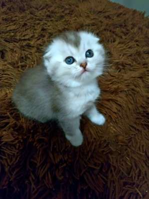 Шиншиловый котенок фото 3