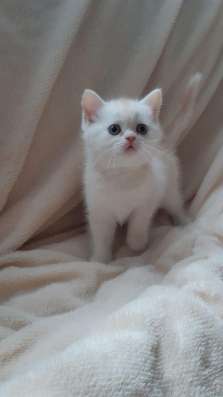 Шотландские котята фото 5