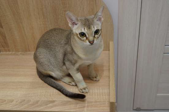Продается котик Сингапуры