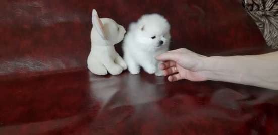 Померанский шпиц