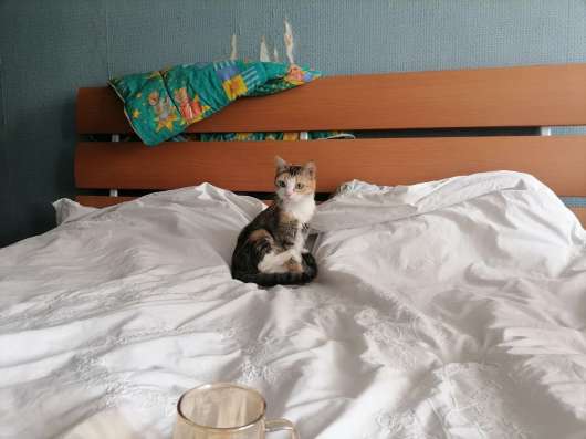 Отдам в добрые руки кошку