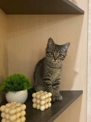 Котенок в добрые руки