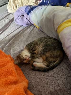 Котенок в добрые руки