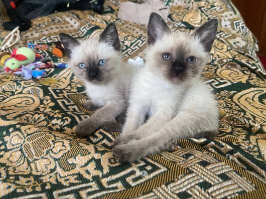 Продам сиамских котят