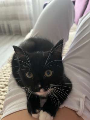 котенок в Тюмени