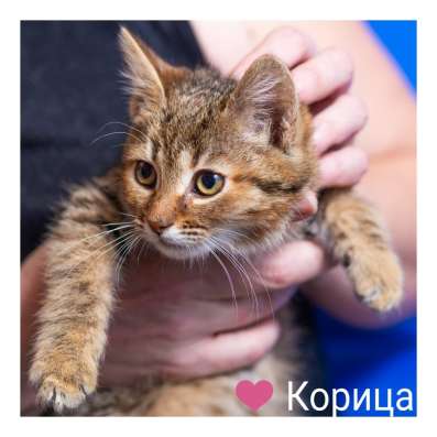 Котята в дар в Москве