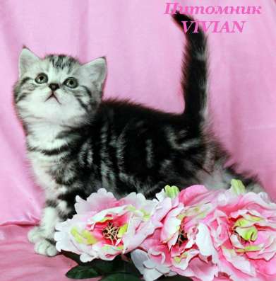 Британские котята вискас из питомника