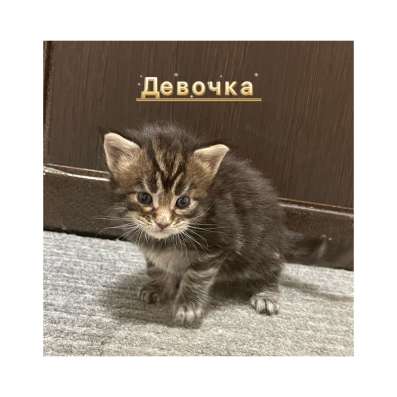 Котята мейн кун в Красногорске фото 15