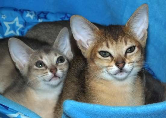 Абиссинские котята