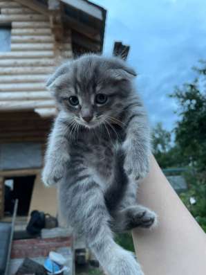 Котята 3 штуки, вислоухие