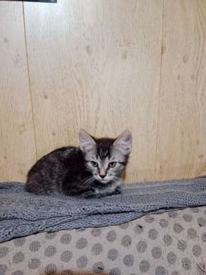 Котята в добрые руки в Твери фото 7