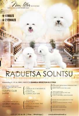 Щенки бишон фризе фото 9