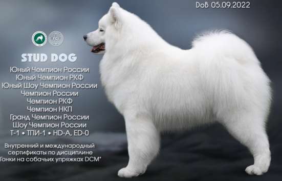 Продается щенок самоед в Гатчине