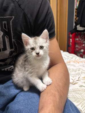 Котята в добрые руки в Кашире фото 4