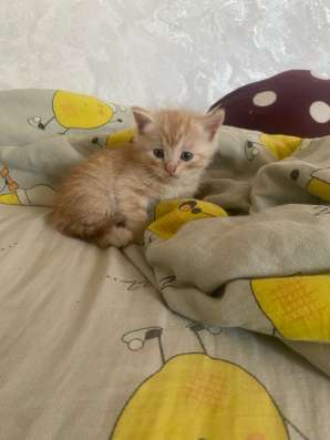 Котята в Орске