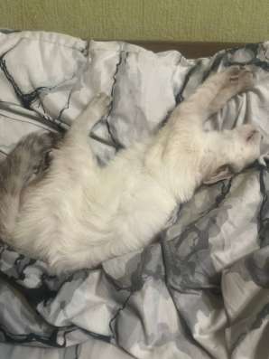 Отдам кота!