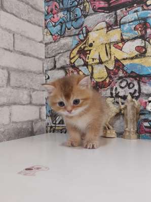 Шотландские котята фото 4