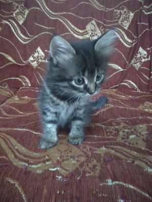 Котята бесплатно фото 3