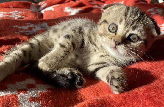 Шотландская кошка