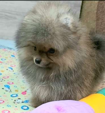Мальчик померанского шпица