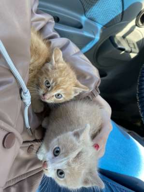 Отдам котят в Кемерове фото 3