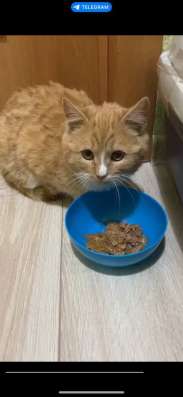 Мишутка, котенок 4,5 месяца