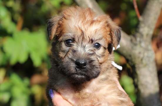 Щенки пшеничного терьера в Пушкино фото 19