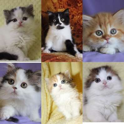 Шотландские котята