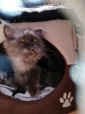 Reinrassig perserkatze Baby фото 6
