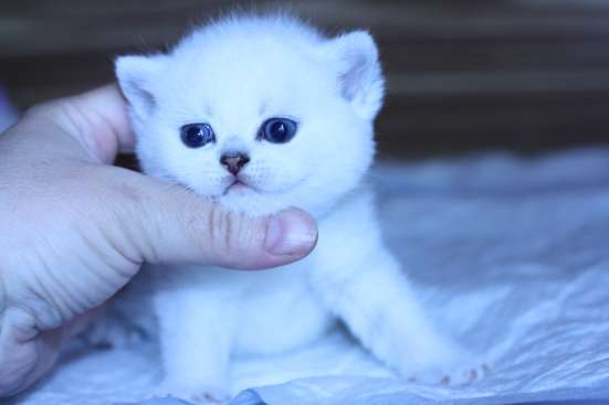 Котята драгоценных окрасов