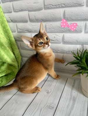 Абиссинские котята в Москве фото 6